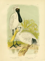 Espátula real, 1891
